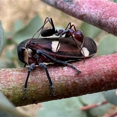 Eurymela distincta at Ainslie, ACT - 22 Nov 2024 05:27 PM