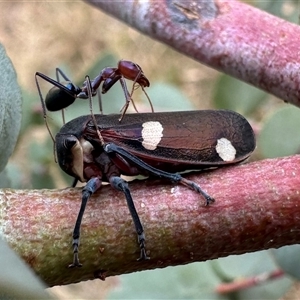 Eurymela distincta at Ainslie, ACT - 22 Nov 2024