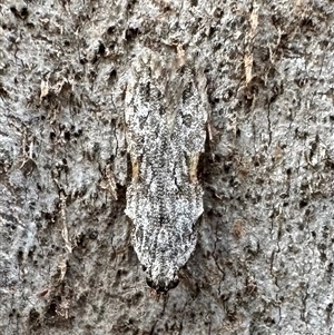 Hypatima harpophora at Ainslie, ACT - 22 Nov 2024