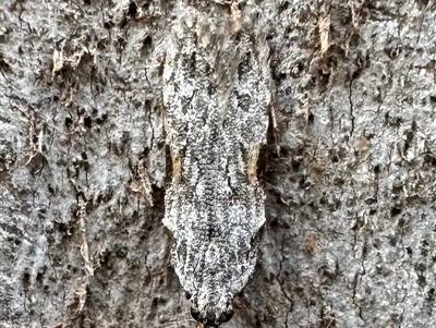 Hypatima microgramma (A Gelechioid moth (Chelariinae)) at Ainslie, ACT - 22 Nov 2024 by Pirom