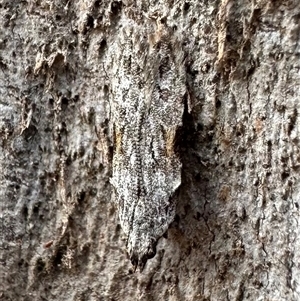 Hypatima harpophora at Ainslie, ACT - 22 Nov 2024 05:20 PM