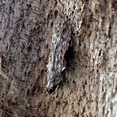 Hypatima harpophora at Ainslie, ACT - 22 Nov 2024 05:20 PM