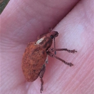 Gonipterus scutellatus (Eucalyptus snout beetle, gum tree weevil) at Manar, NSW by clarehoneydove