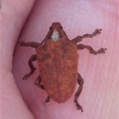 Gonipterus scutellatus at Manar, NSW - suppressed