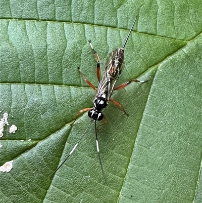 Glabridorsum stokesii (A parasitic wasp) at Ainslie, ACT - 21 Nov 2024 by Pirom