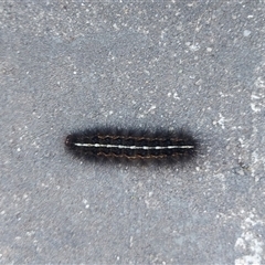 Ardices (genus) (Tiger moth (formerly Spilosoma)) at Kambah, ACT - 22 Nov 2024 by GirtsO
