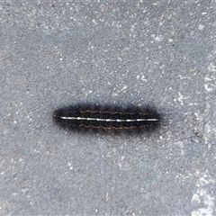 Ardices (genus) (Tiger moth (formerly Spilosoma)) at Kambah, ACT - 21 Nov 2024 by GirtsO