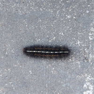 Ardices (genus) (Tiger moth (formerly Spilosoma)) at Kambah, ACT - 21 Nov 2024 by GirtsO