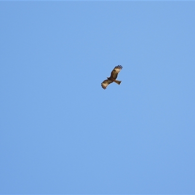 Lophoictinia isura (Square-tailed Kite) at Orangeville, NSW - 31 Oct 2024 by belleandjason3113