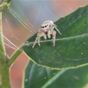 Opisthoncus sp. (genus) at Manar, NSW - suppressed