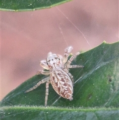 Opisthoncus sp. (genus) at Manar, NSW - suppressed