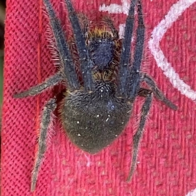 Hortophora transmarina (Garden Orb Weaver) at Kangaroo Valley, NSW - 22 Nov 2024 by lbradley