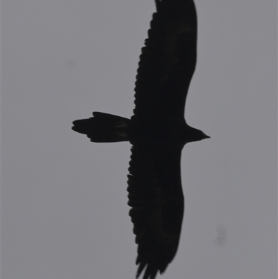 Aquila audax (Wedge-tailed Eagle) at Brownlow Hill, NSW - 22 Nov 2024 by belleandjason3113