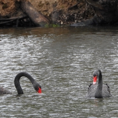 Cygnus atratus (Black Swan) at Brownlow Hill, NSW - 22 Nov 2024 by belleandjason