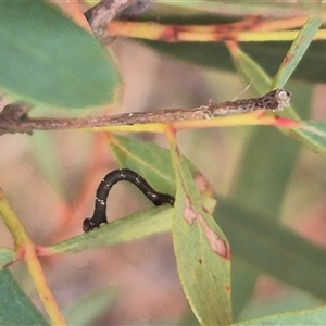 Geometridae (family) IMMATURE at Manar, NSW - suppressed