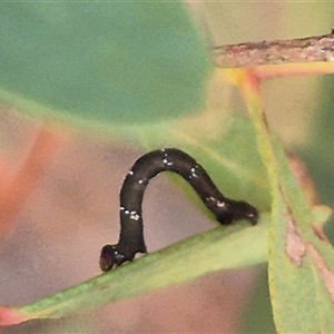 Geometridae (family) IMMATURE at Manar, NSW - suppressed