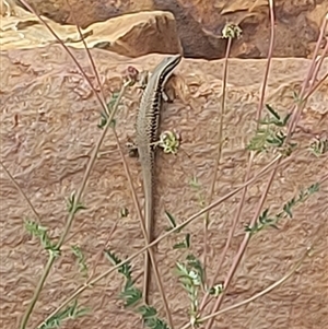 Eulamprus heatwolei at Cotter River, ACT - 22 Nov 2024 04:52 PM