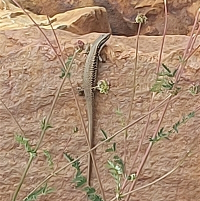 Eulamprus heatwolei (Yellow-bellied Water Skink) at Cotter River, ACT - 22 Nov 2024 by GirtsO