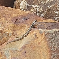 Eulamprus heatwolei at Cotter River, ACT - 22 Nov 2024 04:52 PM