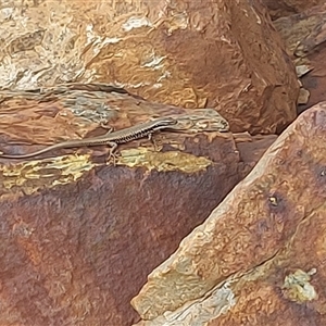 Eulamprus heatwolei at Cotter River, ACT - 22 Nov 2024