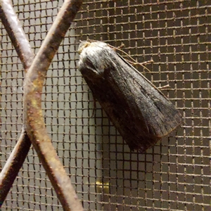 Agrotis infusa (Bogong Moth, Common Cutworm) at Kambah, ACT by GirtsO