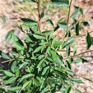 Ulmus parvifolia at Watson, ACT - 22 Nov 2024 09:46 AM