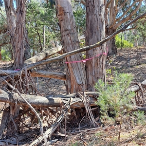 Eucalyptus globulus subsp. bicostata at Watson, ACT - 22 Nov 2024