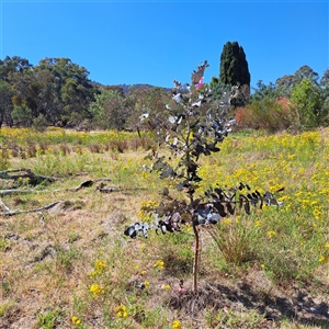 Eucalyptus globulus subsp. bicostata at Watson, ACT - 22 Nov 2024