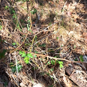 Crataegus monogyna at Watson, ACT - 22 Nov 2024