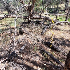 Crataegus monogyna at Watson, ACT - 22 Nov 2024