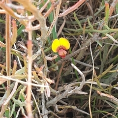 Bossiaea riparia at Mount Clear, ACT - 21 Nov 2024 12:34 PM