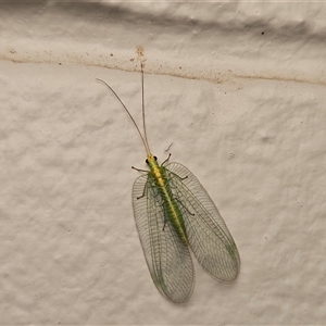 Nothancyla verreauxi (A Green Lacewing (with wide wings)) at Hawker, ACT by sangio7