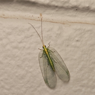 Nothancyla verreauxi (A Green Lacewing (with wide wings)) at Hawker, ACT - 22 Nov 2024 by sangio7