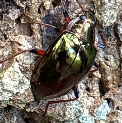 Unidentified Beetle (Coleoptera) at Lorne, NSW - 22 Nov 2024 by Butlinz