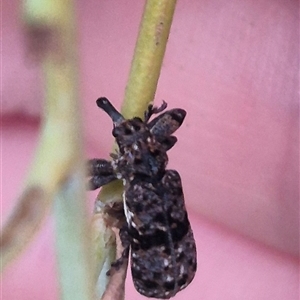 Isacantha dermestiventris (Belid weevil) at Manar, NSW by clarehoneydove