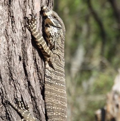 Varanus varius at Orangeville, NSW - 22 Nov 2024 by belleandjason