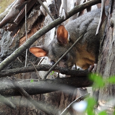 Trichosurus vulpecula (Common Brushtail Possum) at Orangeville, NSW - 22 Nov 2024 by belleandjason3113