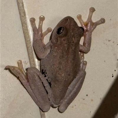 Litoria peronii (Peron's Tree Frog, Emerald Spotted Tree Frog) at Kangaroo Valley, NSW - 22 Nov 2024 by lbradley