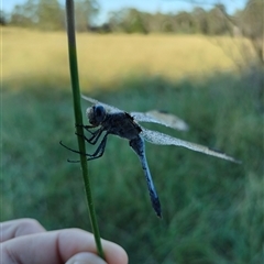 Orthetrum caledonicum (Blue Skimmer) at Orangeville, NSW - 9 Jul 2024 by belleandjason3113