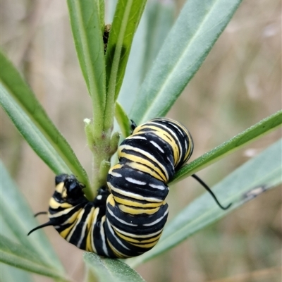 Danaus plexippus (Monarch) at Orangeville, NSW - 22 Nov 2024 by belleandjason