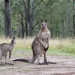 Macropus giganteus (Eastern Grey Kangaroo) at Orangeville, NSW - 22 Nov 2024 by belleandjason3113