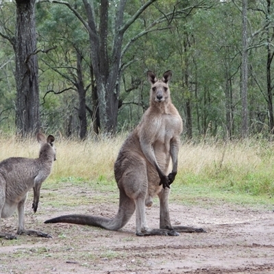 Macropus giganteus (Eastern Grey Kangaroo) at Orangeville, NSW - 22 Nov 2024 by belleandjason3113