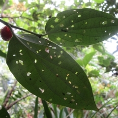 Piper fungiforme at Syndicate, QLD - 16 Jan 2024 12:54 PM