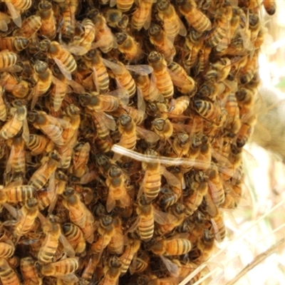 Apis mellifera (European honey bee) at Orangeville, NSW - 22 Nov 2024 by belleandjason3113