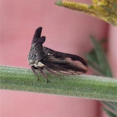 Ceraon vitta (Treehopper) at Manar, NSW - 22 Nov 2024 by clarehoneydove