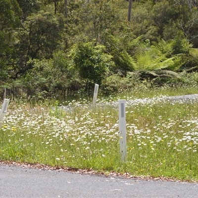 Leucanthemum vulgare (Ox-eye Daisy) at Fitzroy Falls, NSW - 21 Nov 2024 by plants