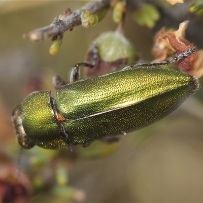 Melobasis propinqua (Propinqua jewel beetle) at Berridale, NSW - 22 Nov 2024 by Harrisi