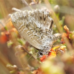 Neolucia agricola at Berridale, NSW - 22 Nov 2024