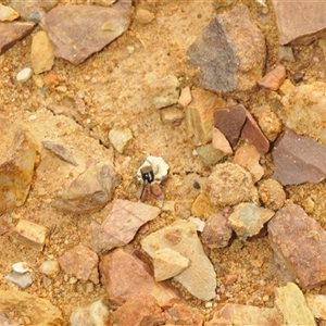 Maratus pavonis at Berridale, NSW - suppressed