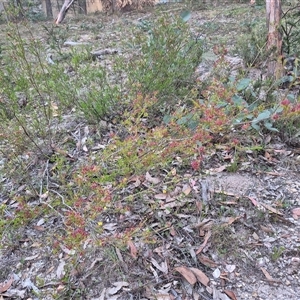 Calytrix tetragona at Manar, NSW - suppressed